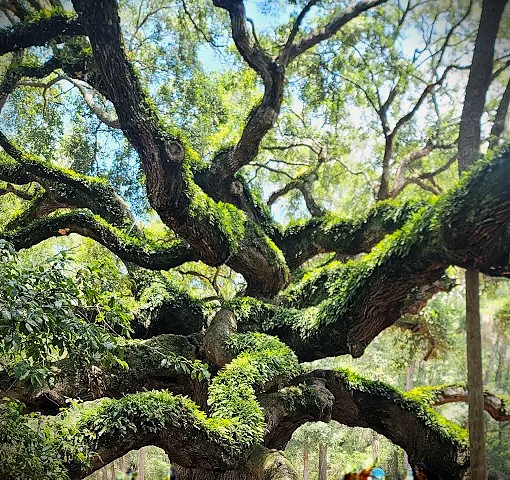 Angel Oak Tree Johns Island South Carolina